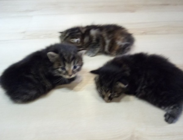 В Кунгуре спасатели вытащили из шахты котят В Кунгуре спасатели вытащили из шахты котят