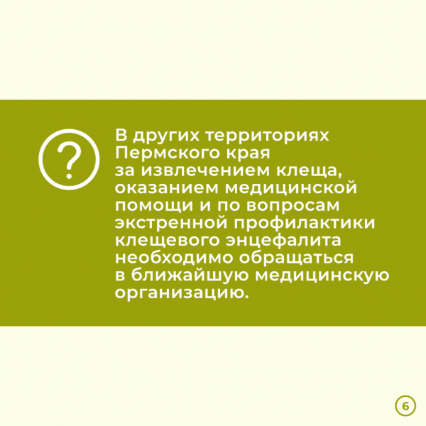 За две недели в Прикамье энцефалитом заболели девять человек. Куда обращаться, если присосался клещ? За две недели в Прикамье энцефалитом заболели девять человек. Куда обращаться, если присосался клещ?