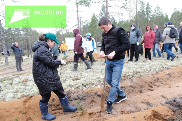 Дмитрий Махонин вместе с волонтерами высадил сосны в Соликамске в рамках Всероссийской акции «Сохраним лес»