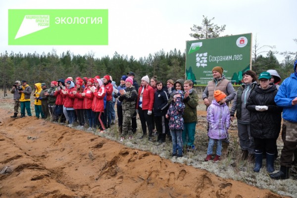 Дмитрий Махонин вместе с волонтерами высадил сосны в Соликамске в рамках Всероссийской акции «Сохраним лес»