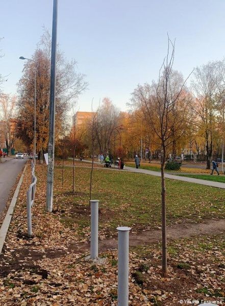 В Индустриальном районе Перми этой осенью высадят 220 молодых деревьев