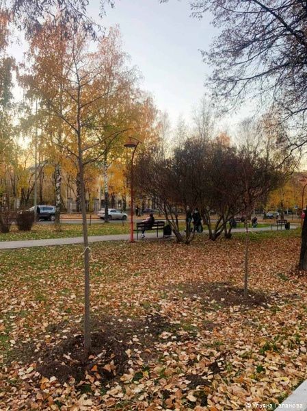 В Индустриальном районе Перми этой осенью высадят 220 молодых деревьев