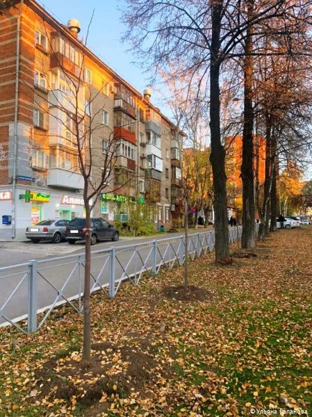 В Индустриальном районе Перми этой осенью высадят 220 молодых деревьев