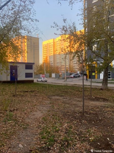 В Индустриальном районе Перми этой осенью высадят 220 молодых деревьев