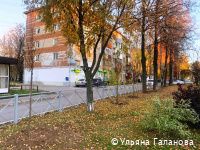 В Индустриальном районе Перми этой осенью высадят 220 молодых деревьев