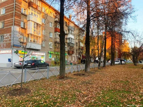 В Индустриальном районе Перми этой осенью высадят 220 молодых деревьев