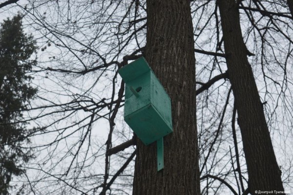 В городских лесах Перми начали устанавливать дуплянки и кормушки для зимовки птиц В городских лесах Перми начали устанавливать дуплянки и кормушки для зимовки птиц