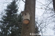 В городских лесах Перми начали устанавливать дуплянки и кормушки для зимовки птиц В городских лесах Перми начали устанавливать дуплянки и кормушки для зимовки птиц