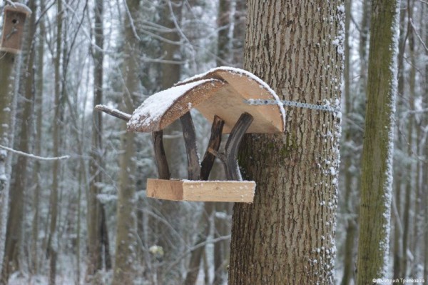 В городских лесах Перми начали устанавливать дуплянки и кормушки для зимовки птиц В городских лесах Перми начали устанавливать дуплянки и кормушки для зимовки птиц