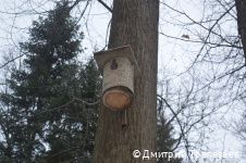 Жителям Перми предлагают позаботиться о птицах в городе в холодное время года Жителям Перми предлагают позаботиться о птицах в городе в холодное время года