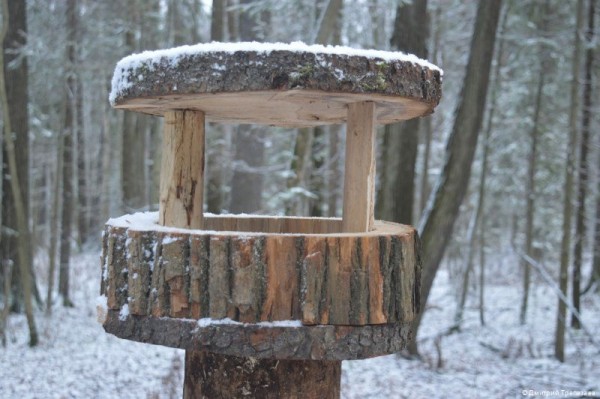 Жителям Перми предлагают позаботиться о птицах в городе в холодное время года Жителям Перми предлагают позаботиться о птицах в городе в холодное время года