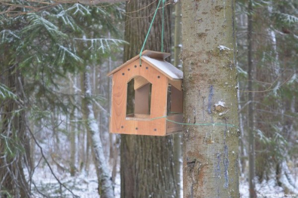 Жителям Перми предлагают позаботиться о птицах в городе в холодное время года Жителям Перми предлагают позаботиться о птицах в городе в холодное время года