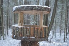 Жителям Перми предлагают позаботиться о птицах в городе в холодное время года Жителям Перми предлагают позаботиться о птицах в городе в холодное время года