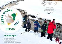 Жителей Перми приглашают принять участие в зимнем учёте водоплавающих птиц