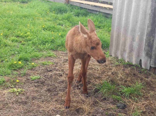 В Пермском крае осиротевшему лосенку нашли новый дом