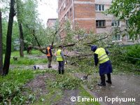 Глава Перми Алексей Дёмкин поручил главам районов оперативно убрать поваленные ветром деревья