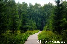 «Зелёное кольцо» Перми: общая протяженность беговых и веломаршрутов в Черняевском лесу составит более 30 километров