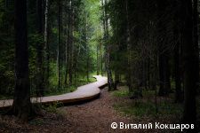 «Зелёное кольцо» Перми: общая протяженность беговых и веломаршрутов в Черняевском лесу составит более 30 километров