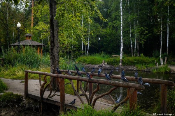 «Зелёное кольцо» Перми: общая протяженность беговых и веломаршрутов в Черняевском лесу составит более 30 километров