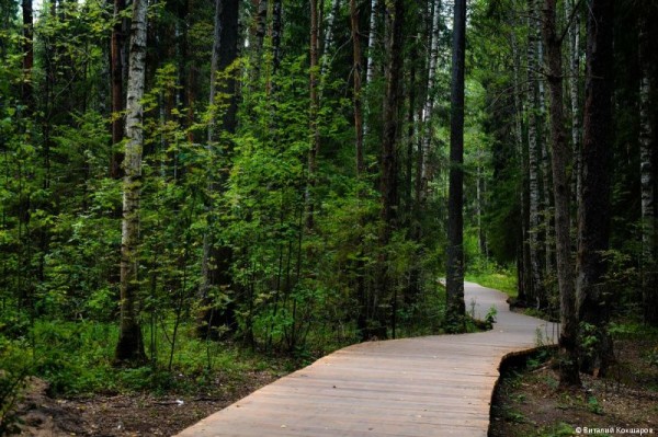 «Зелёное кольцо» Перми: общая протяженность беговых и веломаршрутов в Черняевском лесу составит более 30 километров