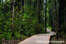 «Зелёное кольцо» Перми: общая протяженность беговых и веломаршрутов в Черняевском лесу составит более 30 километров