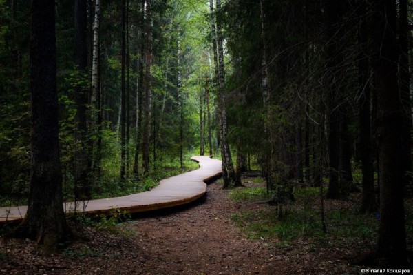 «Зелёное кольцо» Перми: общая протяженность беговых и веломаршрутов в Черняевском лесу составит более 30 километров