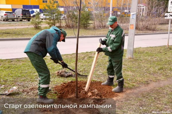 В Перми стартовала весенняя озеленительная кампания В Перми стартовала весенняя озеленительная кампания