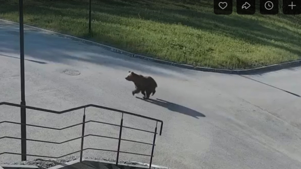 По кампусу пермского политеха бегал медвежонок По кампусу пермского политеха бегал медвежонок