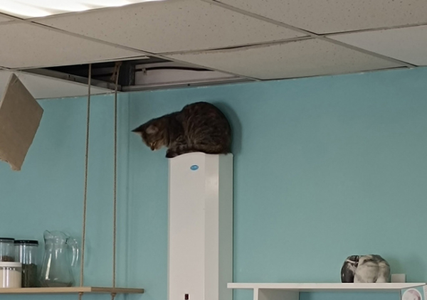 В пермском приюте «Счастливый хвост» коты разломали потолок