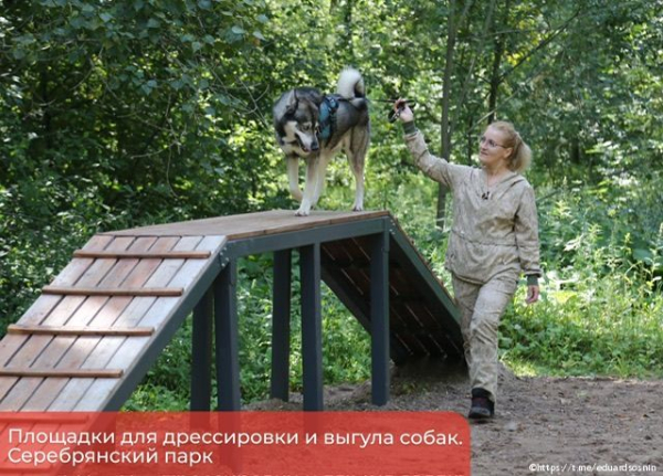 В Перми появятся современные площадки для дрессировки собак 