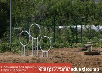 В Перми появятся современные площадки для дрессировки собак 