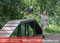 В Перми появятся современные площадки для дрессировки собак 
