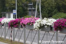 В Перми на улице Строителей монтируется вертикальное озеленение