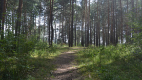 Сотрудники Пермского городского лесничества рассказали, где лучше всего собирать грибы